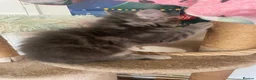 British Longhair cats for sale: Last 2 little boys  - Advert 21