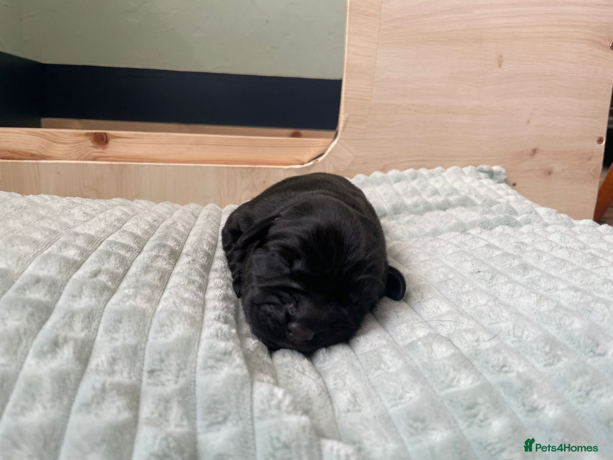 Labrador Retriever dogs for sale: Stunning Labrador puppies in Canterbury - Advert 11