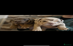 English Bulldog dogs for sale: 🐶🔥 English Bulldogs ready to go 🔥🐶 REDUCED!! - Image 3
