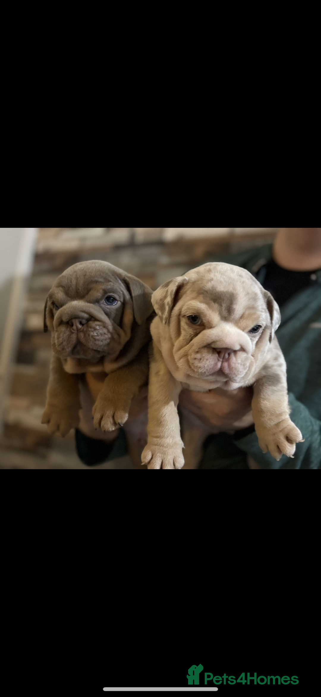 English Bulldog dogs for sale: 🐶🔥 English Bulldogs ready to go 🔥🐶 REDUCED!! - Image 3