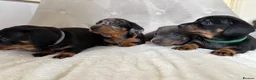 Miniature Dachshund dogs for sale: Miniature Dachshund - Advert 7