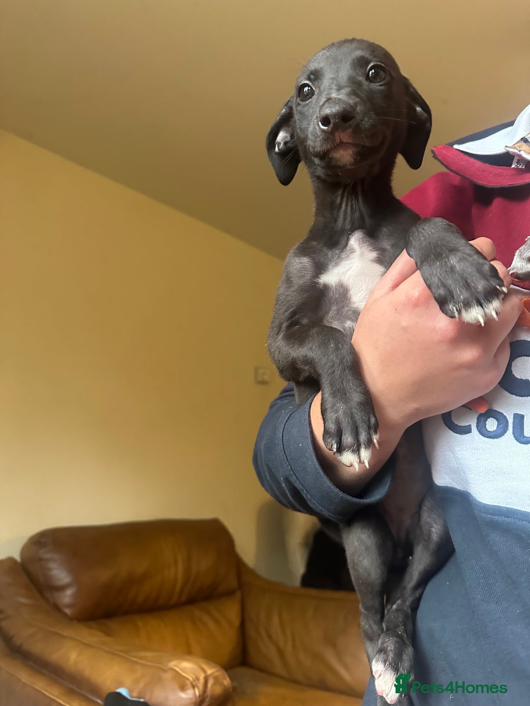 Lurcher dogs for sale: Lurcher pups  - Image 3