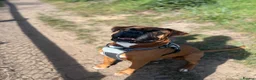 Boxer dogs for stud: Handsome Purebred Boxer – Puppy Back Deal Offered - Advert 4
