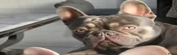 French Bulldog dogs for sale: ❤️ Beautiful 5 generation pedigree puppies - Advert 12