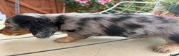 Miniature Dachshund dogs for sale:  Adorable Miniature Dachshund Puppies - Advert 32