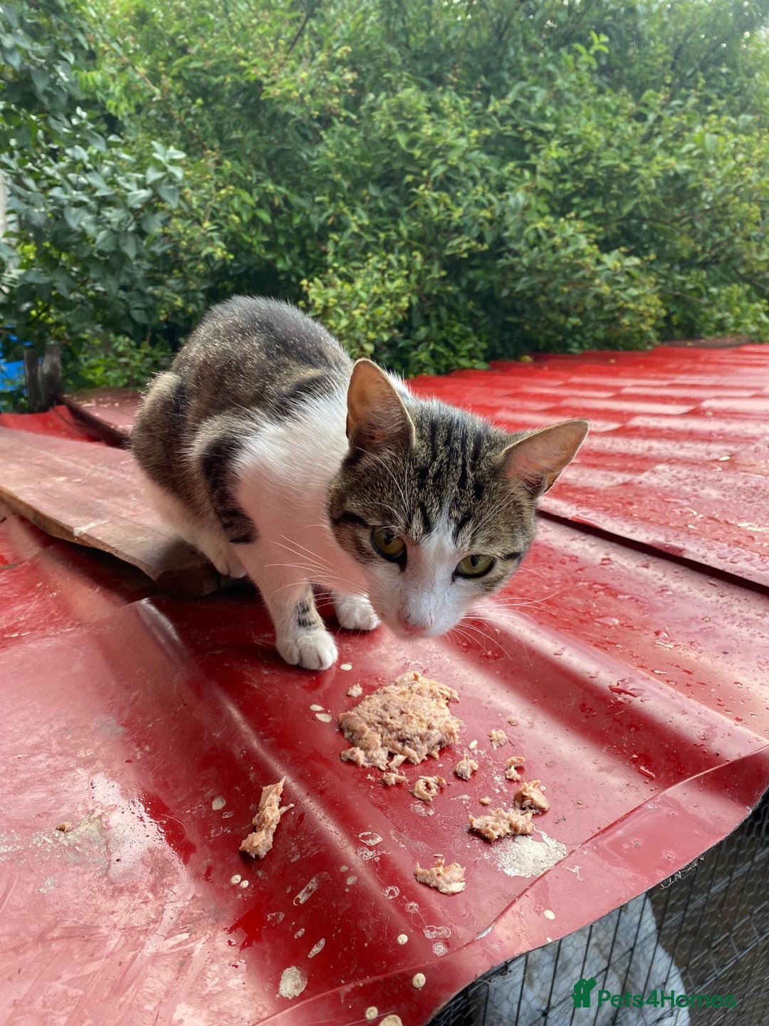 Mixed Breed cats for adoption: NOSE - a Lovely boy, for a Loving Home - Image 10