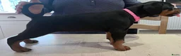 Dobermann dogs for sale: Naturally Bred Dobermann Puppies for Sale in Liverpool - Advert 12