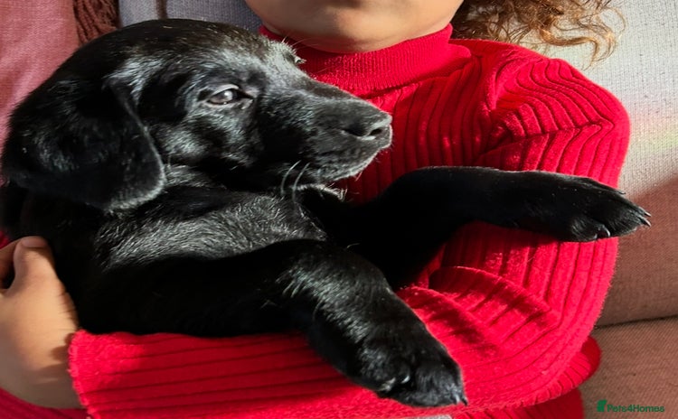 Labrador Retriever dogs - Advert 7