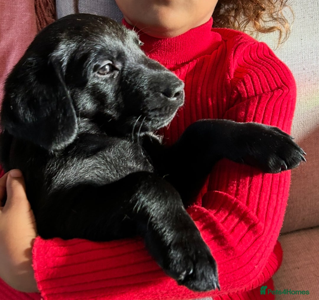 Labrador Retriever dogs for sale: Pinky Nose/olive eyes Very Unique Yellow puppy  - Image 17