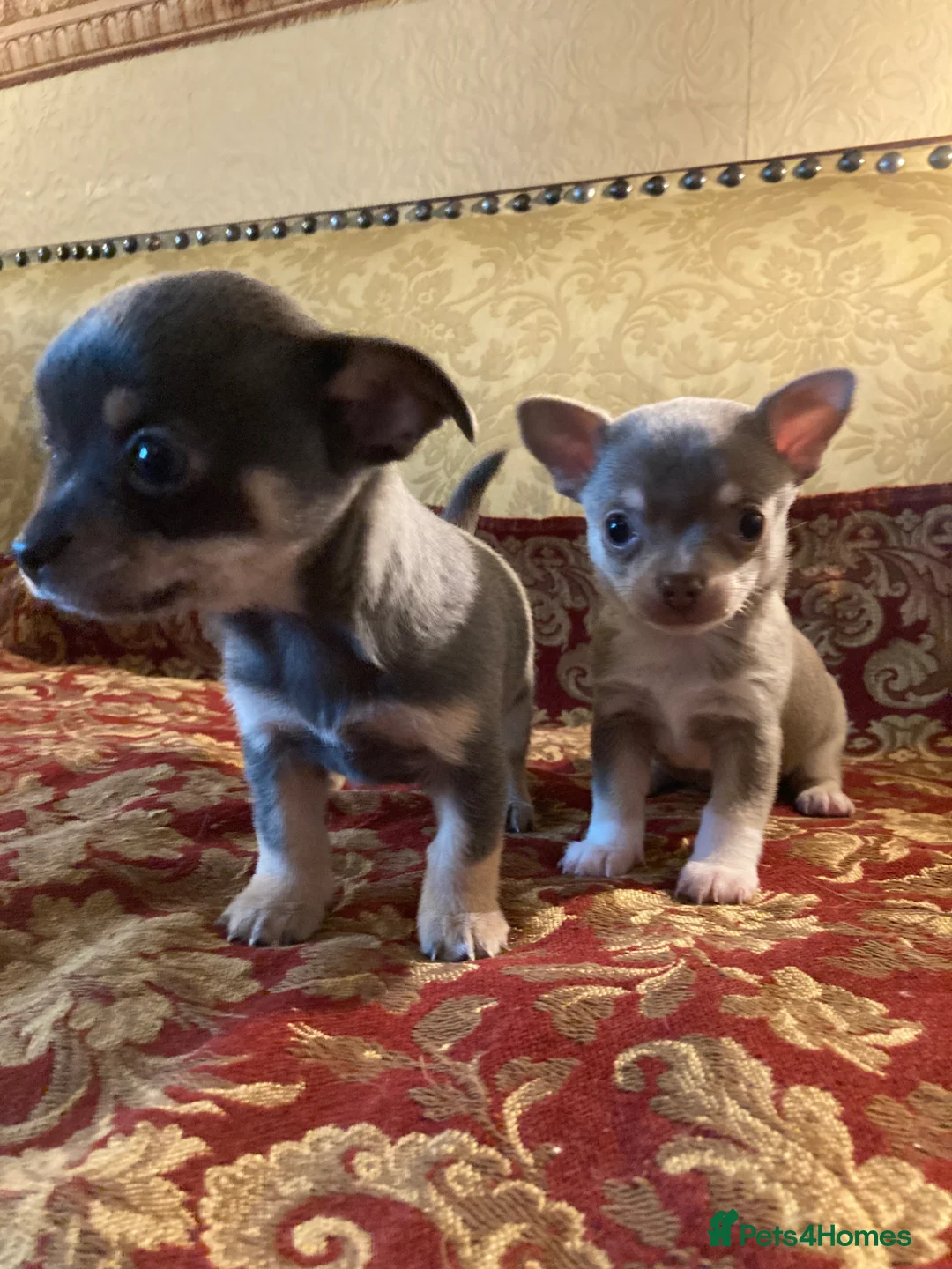 Chihuahua dogs for sale: Chihuahua puppies from licensed breeder - Advert 2