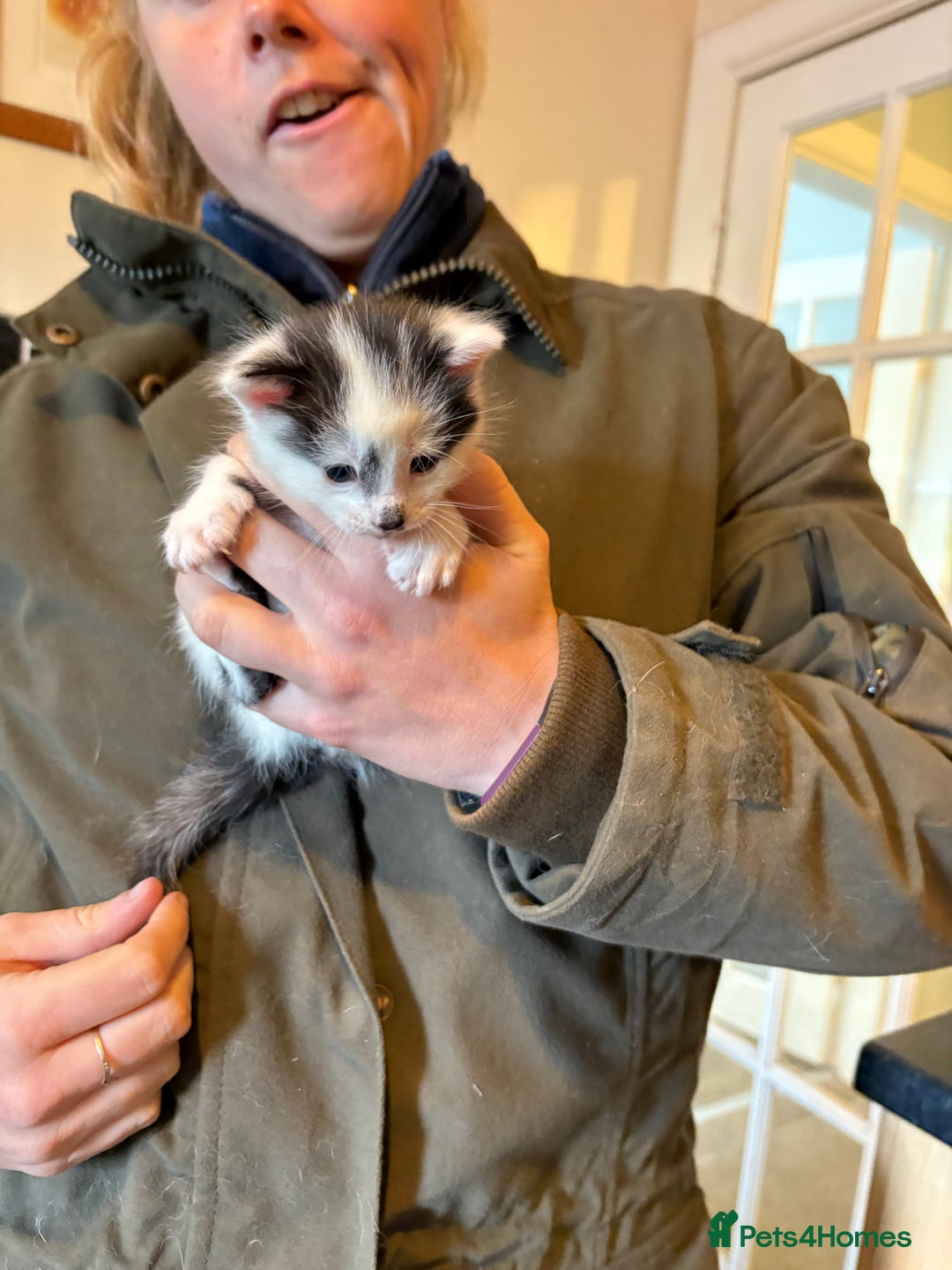 Domestic Shorthair cats for sale: F@rm Kittens - Image 4