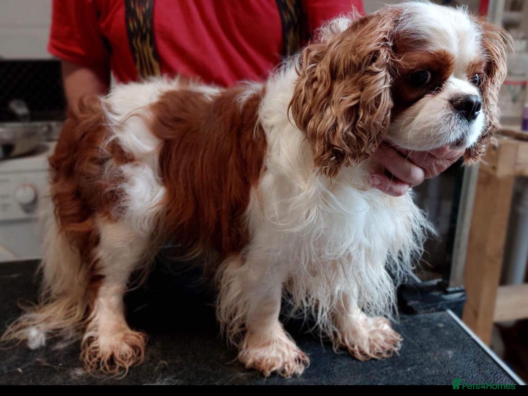 Cavalier King Charles Spaniel dogs for sale: Cavalier puppies Top bloodlines KC reg. - Advert 9