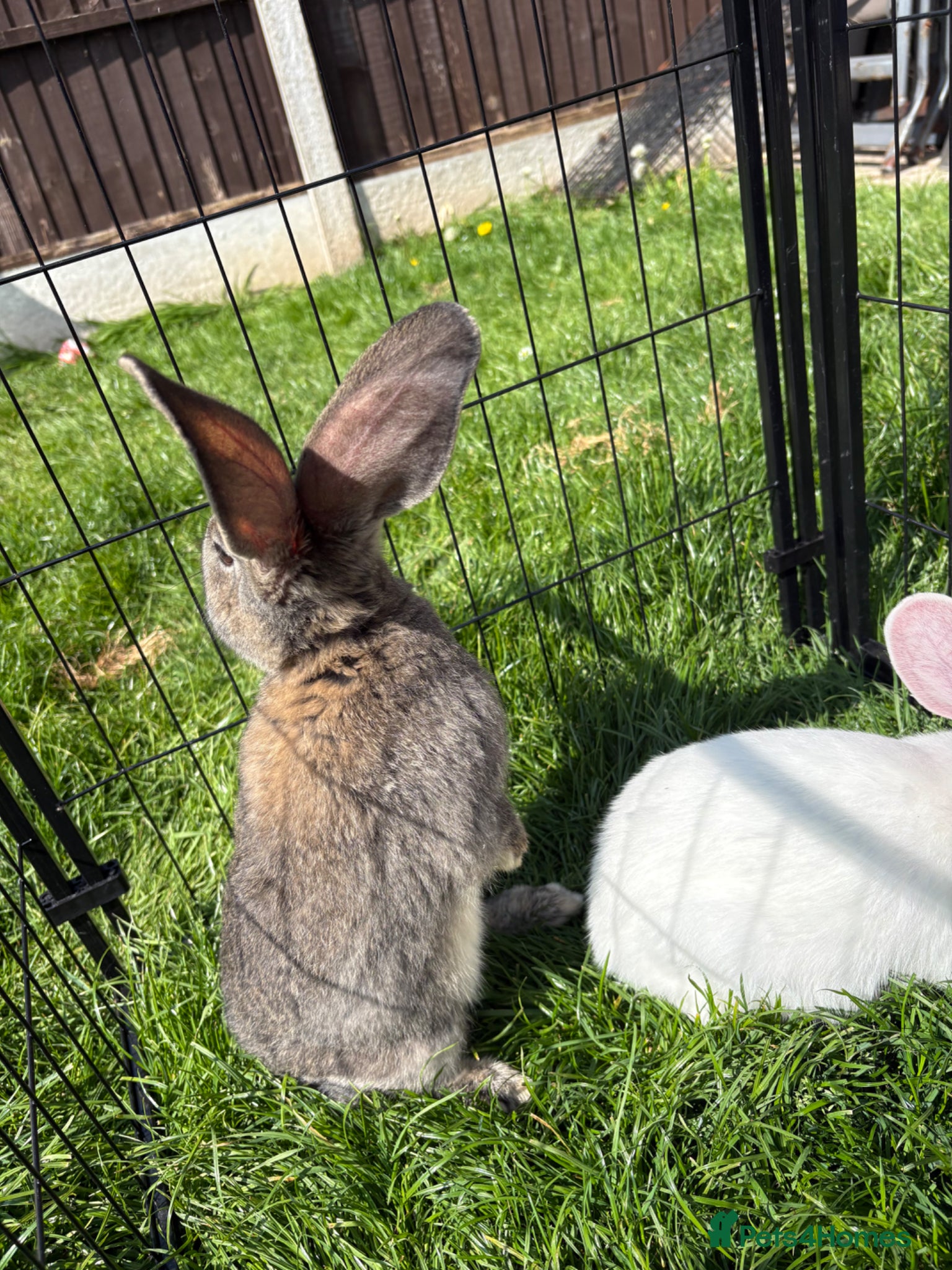Continental Giant rabbits for sale: Gorgeous litter of continental giant bunnies😍 - Advert 9
