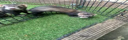 Ferret rodents for sale: Baby boy Ferrets - Advert 3