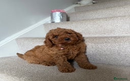 Poochon dogs for sale: Poochon puppies READY TO LEAVE 🐶  - Image 4