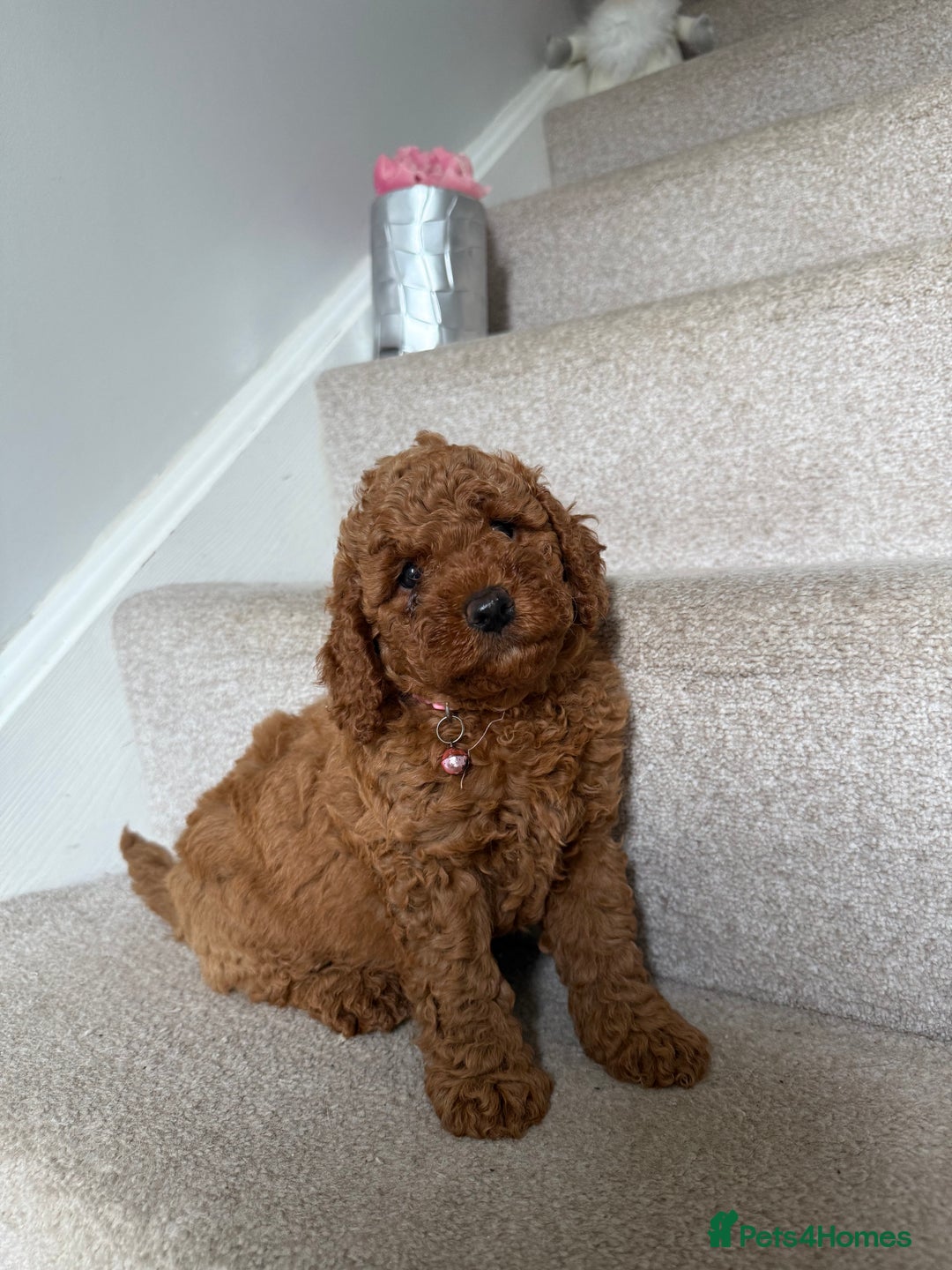 Poochon dogs for sale: Poochon puppies READY TO LEAVE 🐶  - Image 4