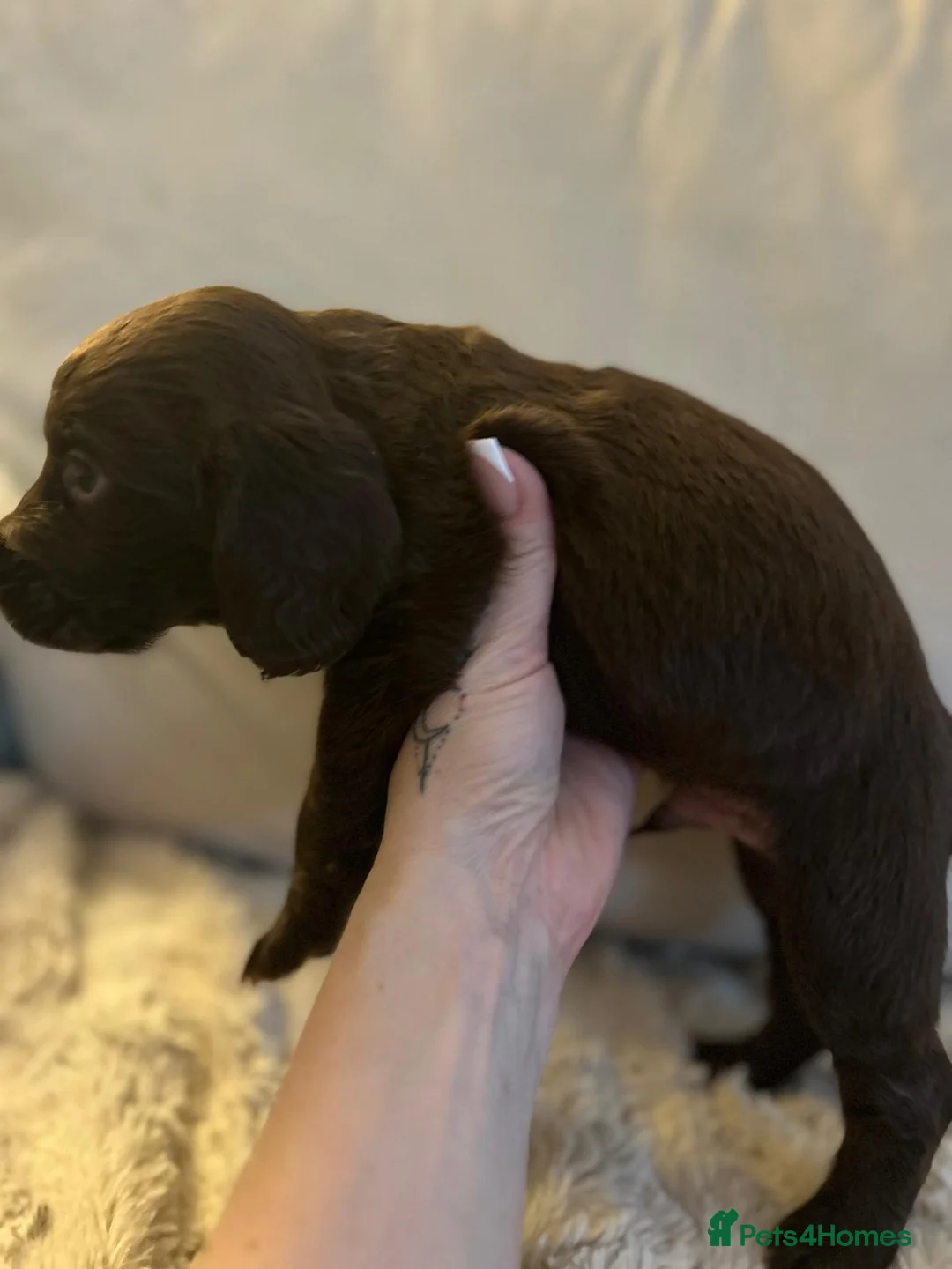 Cocker Spaniel dogs for sale: Working cocker spaniel puppies  - Advert 25