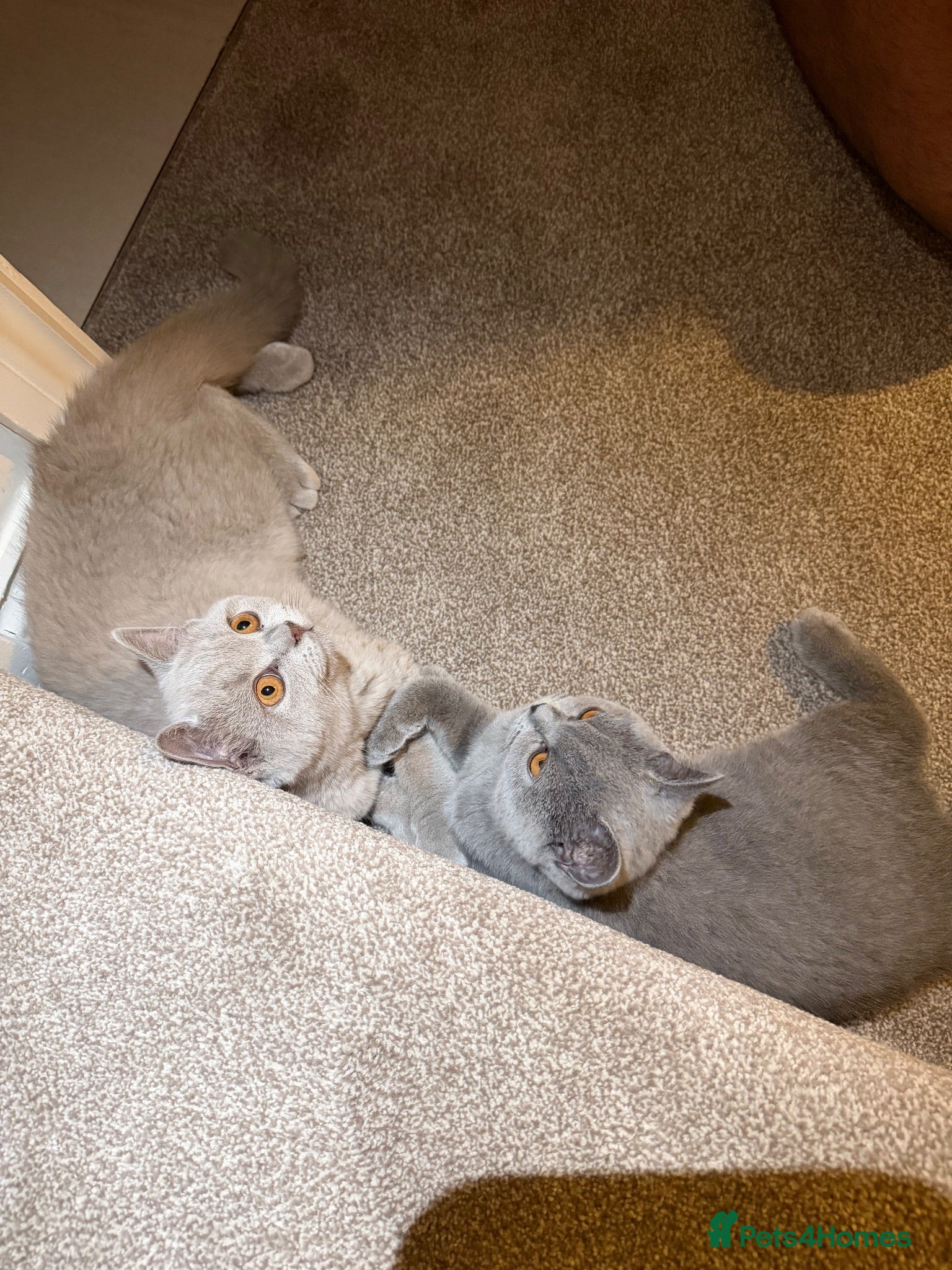 British Shorthair cats British shorthair kittens, champion bloodline,GCCF - Advert 1
