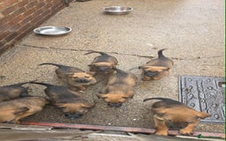 Mixed Breed dogs for sale: Rottweiler x belian malinois - Advert 8