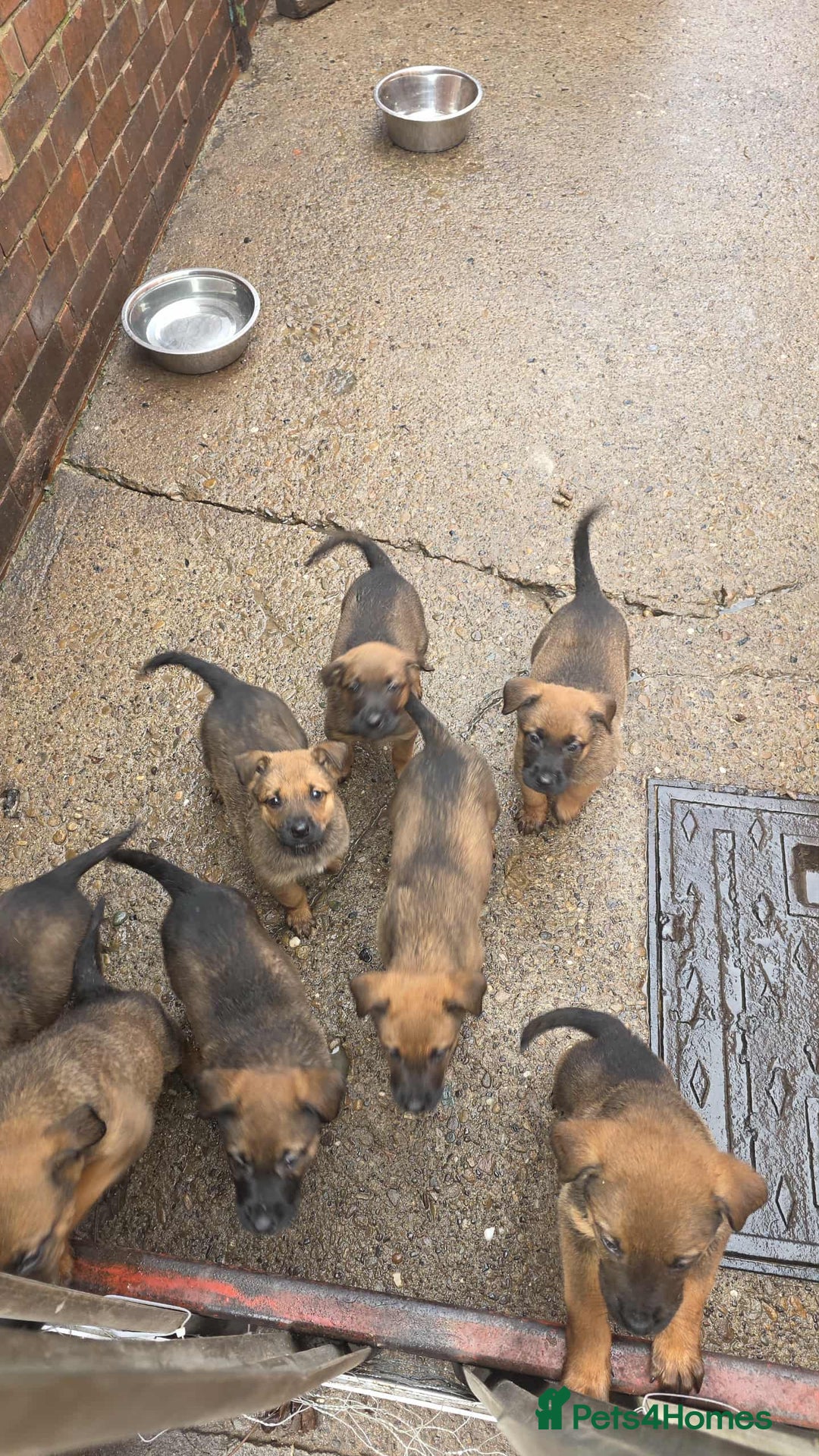 Mixed Breed dogs for sale: Rottweiler x belian malinois - Advert 8