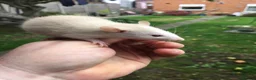 Rat rodents for sale: Rats various breeds male and female in Corby - Advert 16