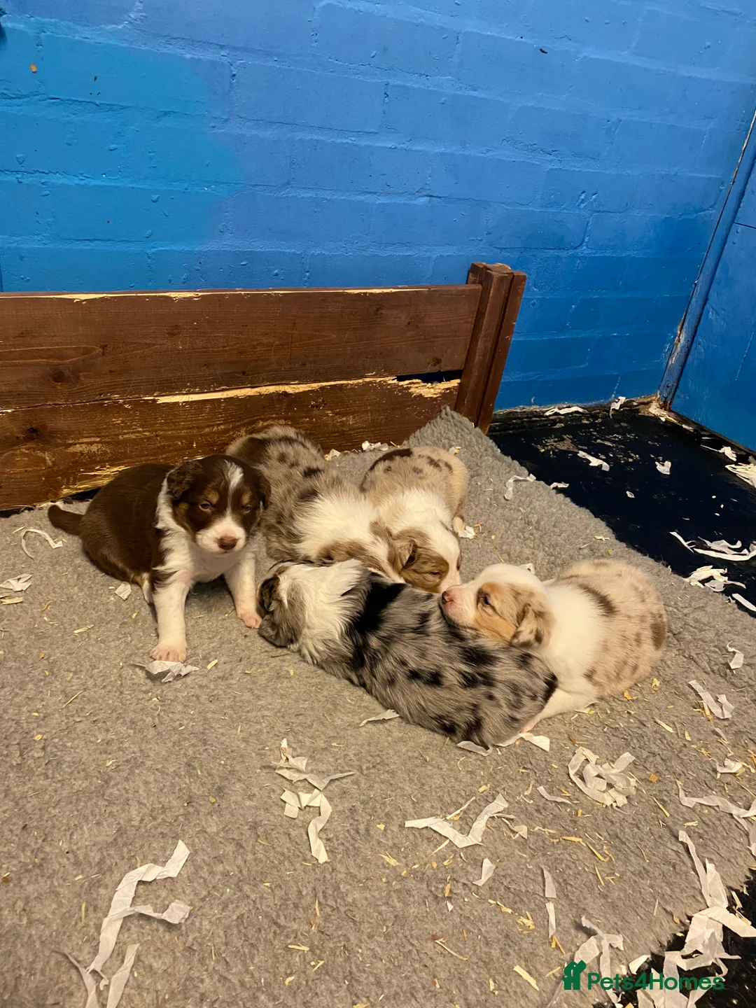 Border Collie dogs for sale: Pure border collie puppies - Advert 14