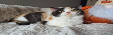 British Shorthair 6