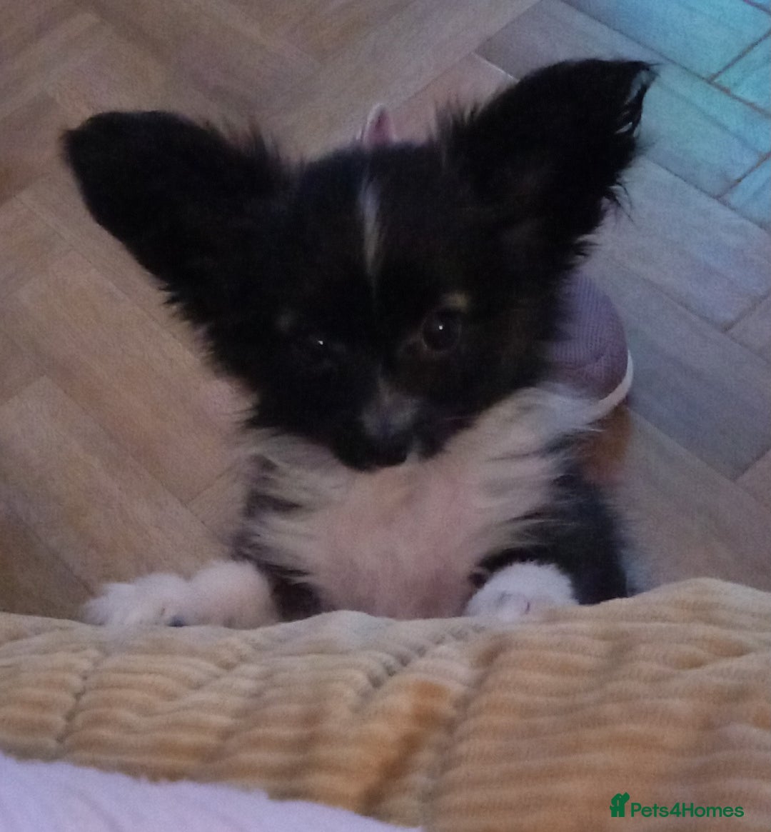 Papillon dogs for sale: Gorgeous Female Example of this Beautiful Breed - Advert 5