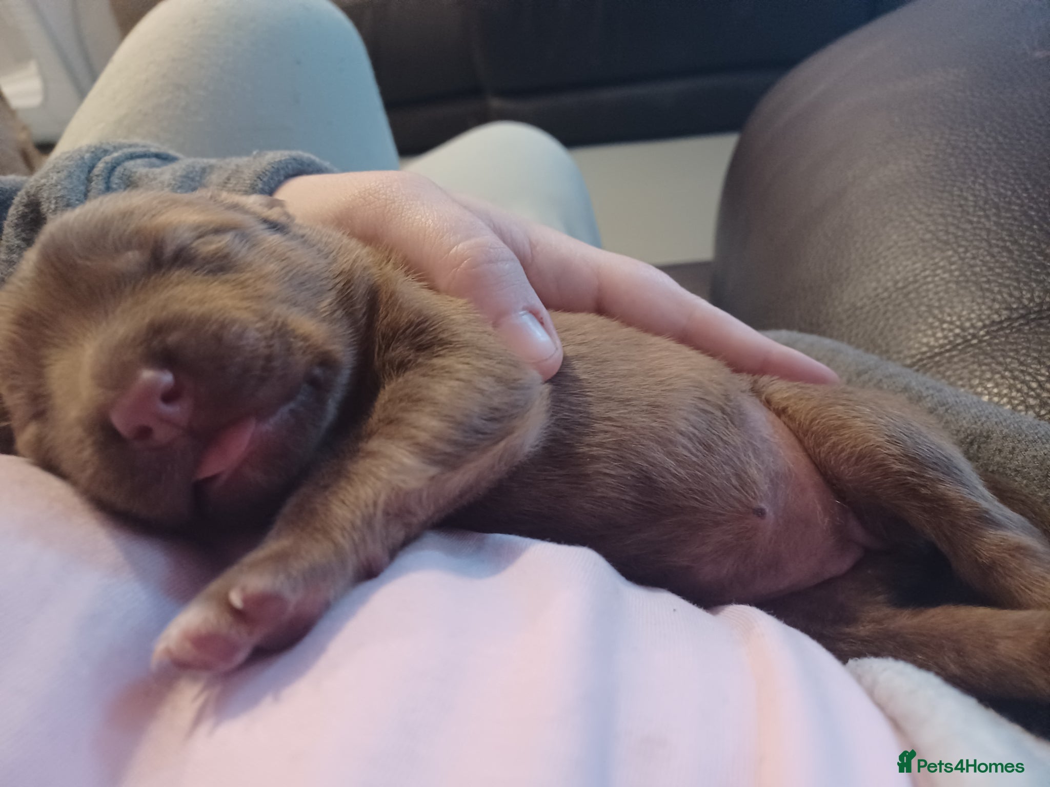 Mixed Breed dogs CANE COLLIE hybrid  - Advert 9