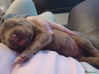 Mixed Breed dogs CANE COLLIE hybrid - Advert 9