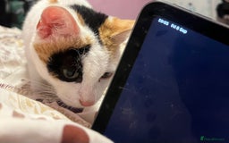 Domestic Shorthair cats for sale: Stella not microchipped - Image 2