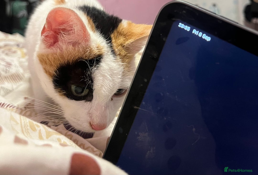 Domestic Shorthair cats for sale: Stella not microchipped - Image 2