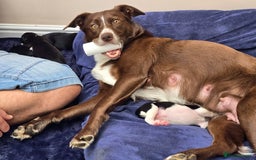 Mixed Breed dogs for sale: Short haired Collie pups - Image 2