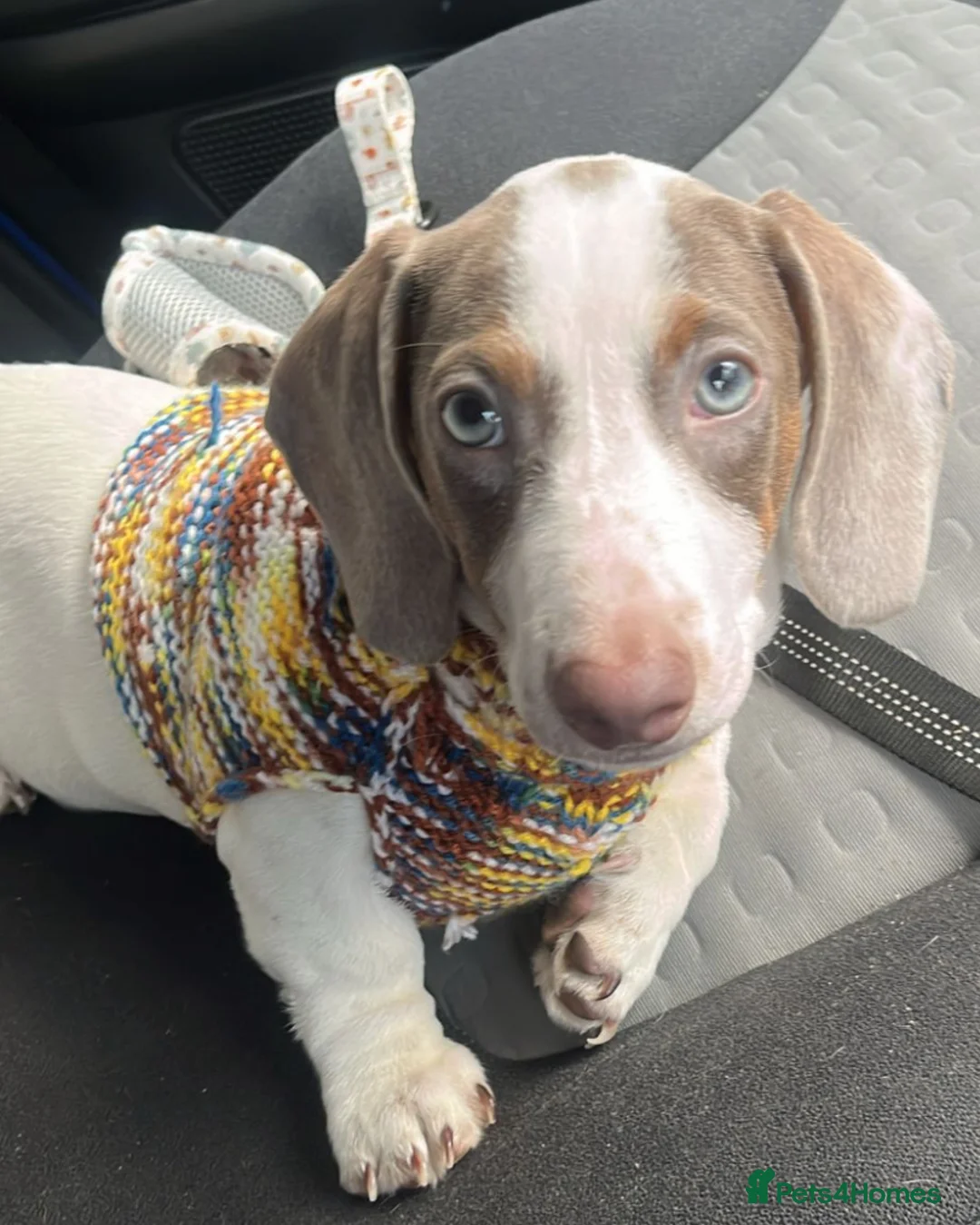 Miniature Dachshund dogs for sale: Mini Dautchund Puppy For Sale  - Advert 2