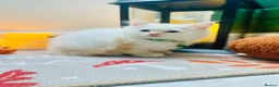 Ragdoll cats for sale: Pedigree ragdolls with docs and certificates - Advert 23