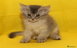 Somali cats for sale: Blue silver female Somali - Image 8