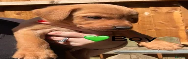 Green Collar Yellow Boy