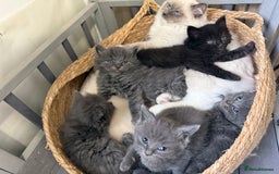 Ragdoll cats for sale: Ragdoll cross  - Image 5