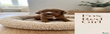 Cavapoo 5