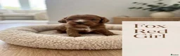 Cavapoo dogs for sale: Cavapoo puppies  in Durham - Advert 3