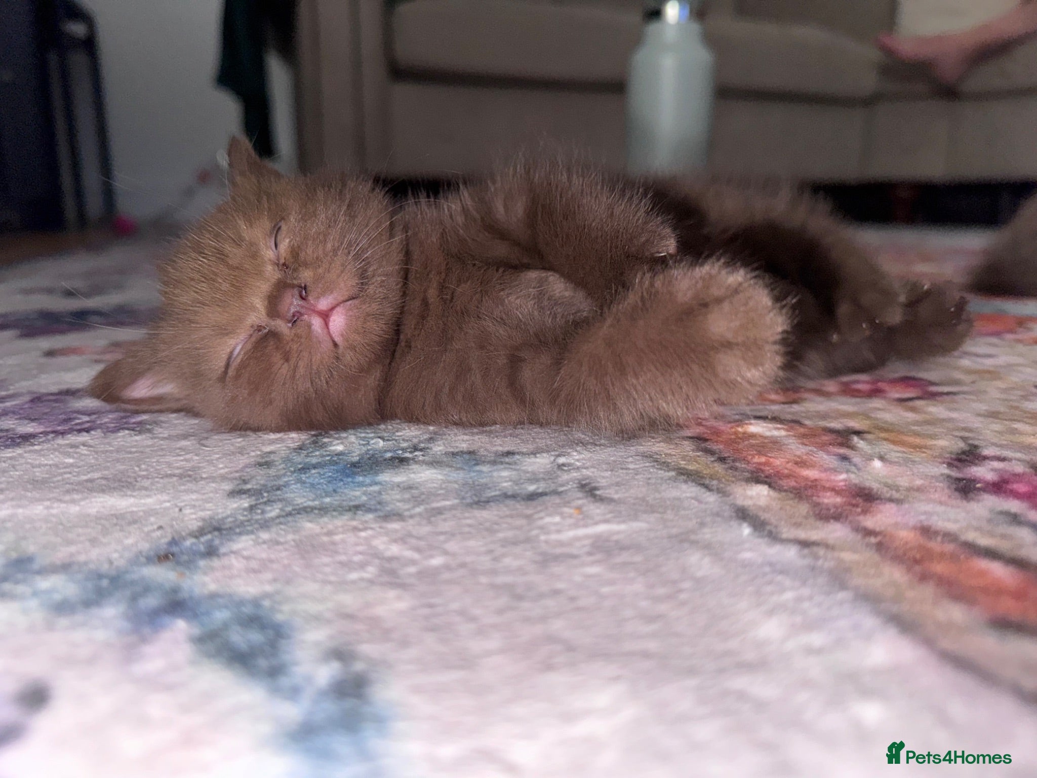 British Shorthair cats Chocolate Kitten - Advert 14