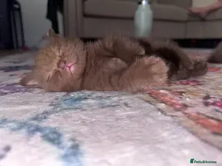 British Shorthair cats Chocolate Kitten - Advert 5