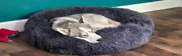 Mixed Breed dogs for sale: 6 Northern Inuit × Siberian Husky puppies - Advert 18