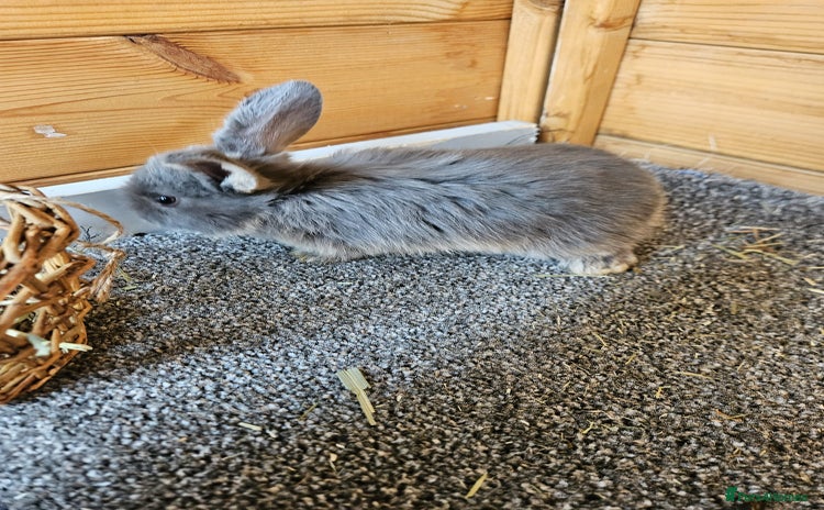 Mini Lop rabbits - Advert 15