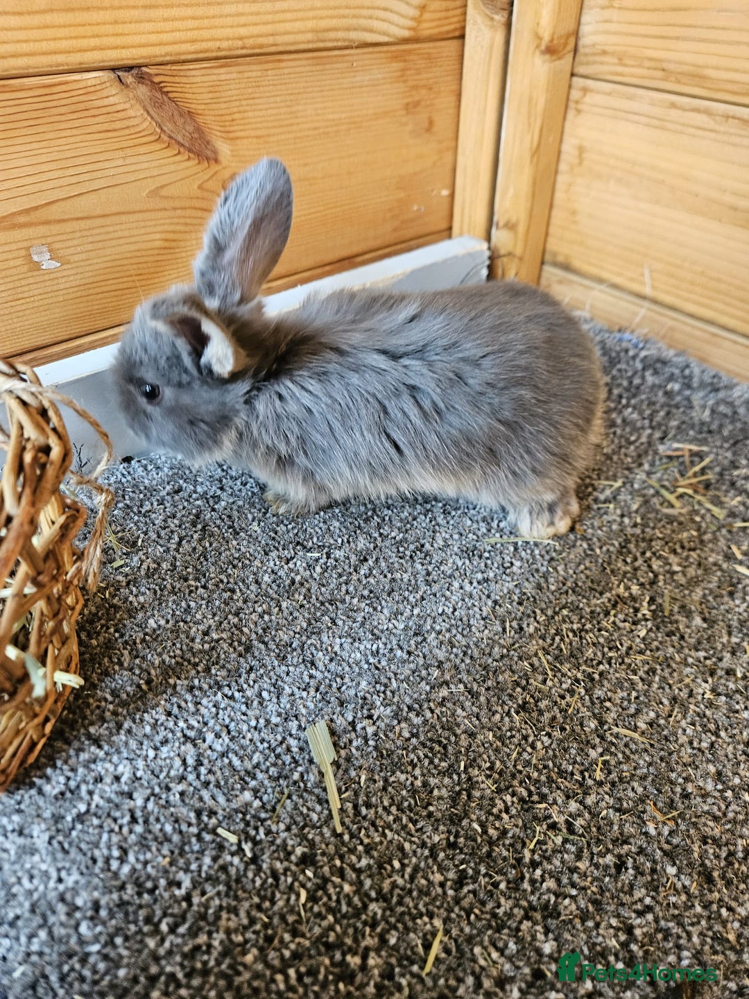 Mini Lop rabbits for sale: 6 baby bunnys  - Image 1