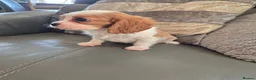 Cavalier King Charles Spaniel dogs for sale: KC Health Clear Cavalier King Charles Boys - Advert 3