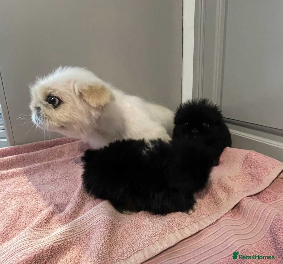 Pekingese dogs for sale: Gorgeous KC registered Pekingese Puppies  - Advert 17