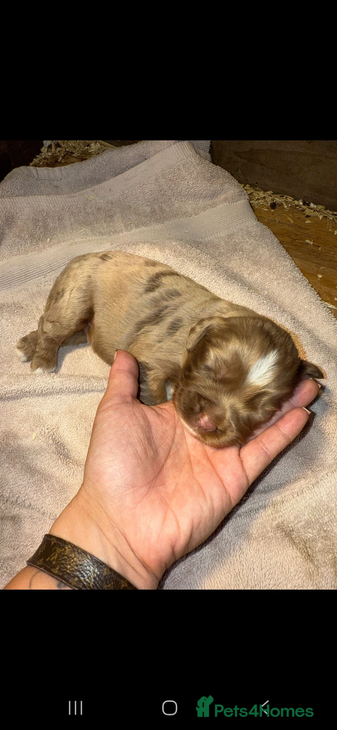 Cocker Spaniel dogs for stud: Merle Cocker stud in Shildon - Advert 27