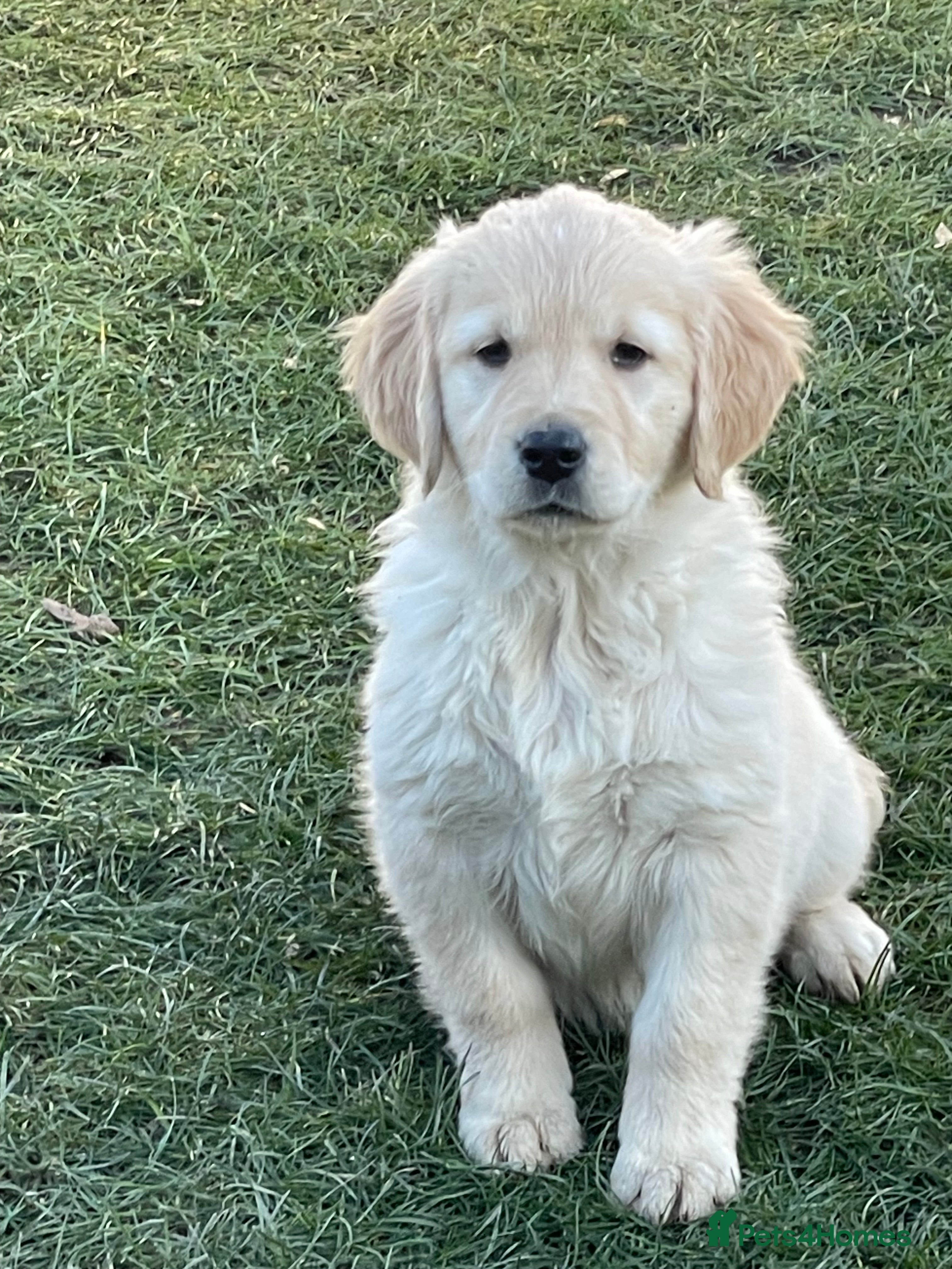 Golden Retriever dogs Stunning golden retriever puppies  - Advert 2