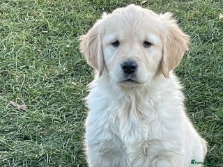 Golden Retriever dogs Stunning golden retriever puppies - Advert 2